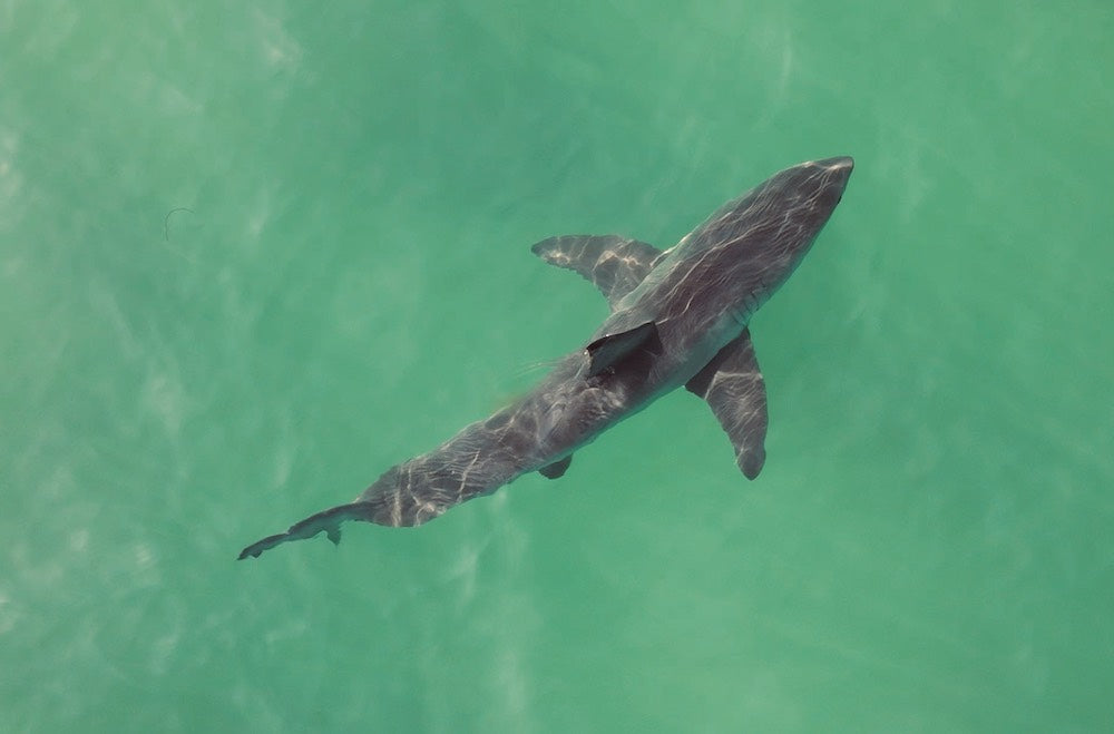 shark fishing with Swellpro FD3 Waterproof drone